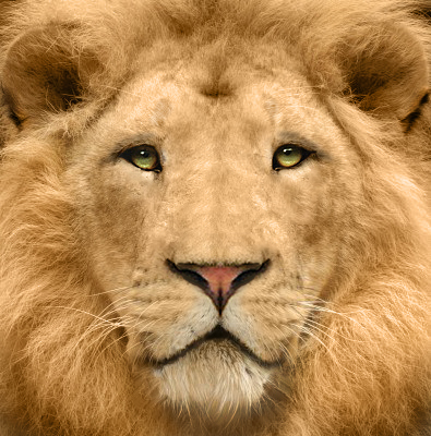 basil_lion's profile picture. 🦁❤️🇺🇦 The greater the light - the bigger the shadow. He/him. Instagram: @basil_the_lion Telegram: @basil_lion