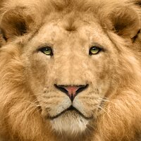 Basil Lion (@basil_lion) 's Twitter Profile