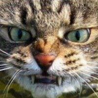 smallbug's profile picture. i'm chatty. i'm fictional. i once took a class in how to do twitter and i'm doing it all wrong, but that's okay! i think...