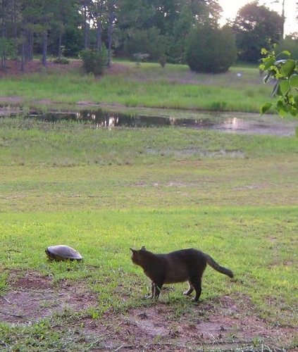 @MysticChickie Cats!  We follow and Tweet about animals.  Pepe', Cocoa Puff, Cleetis, Lil' Sister (RIP Rocky, Tweety & Jose').