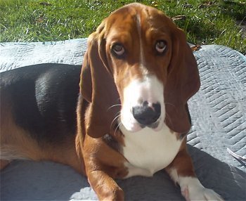We find the best blog posts on the net daily so you don't have to! Got a post to share? Tweet it to me & let hound sniff it out to possibly post to his site.