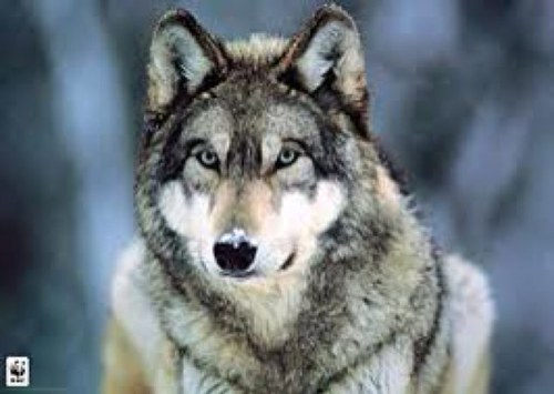 michaelwolf888's profile picture. 