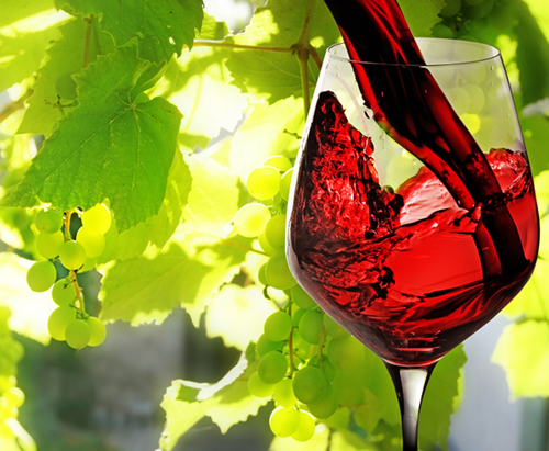 WineTour4u's profile picture. 