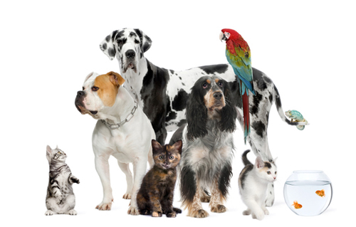 Animal Care & Pets