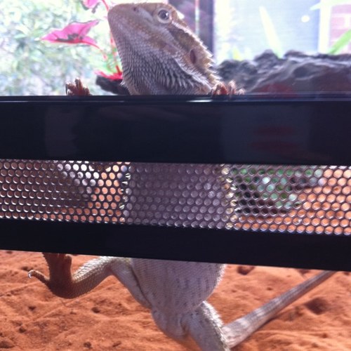 LiddleHayles's profile picture. 