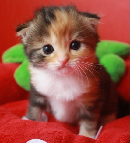 angelpartner_'s profile picture. エンジェルパートナーで産まれた子猫をご紹介します☆ ＜アビシニアン・シンガプーラ・スコティッシュフォールド・マンチカン・ミヌエット・ペルシャ＞