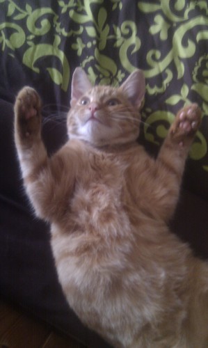 Alison Ryan-Jones Profile