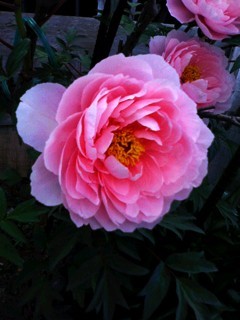 llave_mrk7's profile picture. (浮遊する僕の魂 それを追う僕。優しく語りかける革命は僕の全てを前進させる）☞幻想奇耽懐古堂·幽月真へようこそ。ノスタルジックとパラレルワールドを行き来する恋する永遠の退廃的変態ロマンチシスト。白昼夢に魘され時にはつまらぬことを呟き詩を書き写真や動画を撮ってる空想の旅人。トキメキと好奇心のオモムクママニ