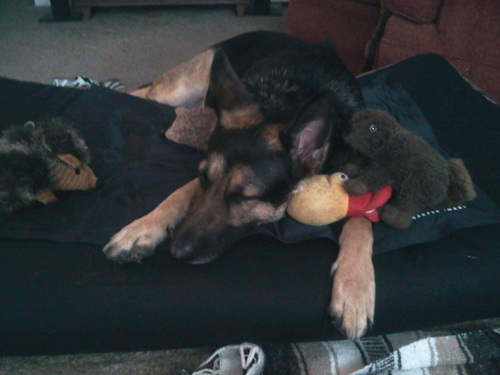 KozmoCline's profile picture. Born 2009 Pittsburgh, PA. Parents were both hard working, blue collar, human herders. I'm your average every day son of a bitch I suppose. I like to poop.