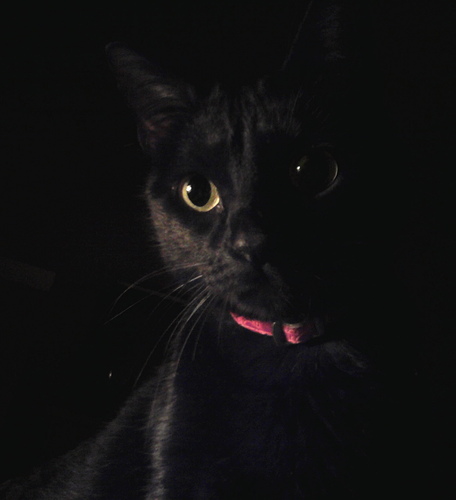 gatadeltejado's profile picture. araño y camino por los techos