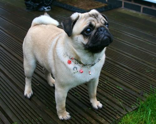 JuanCarlosPug's profile picture. Hi I am Juan Carlos The Pug, I am 7 months old and a very clever Pug indeed! I am a show Pug and a family Pug. I can give you a kiss and a high five! xxxx