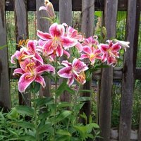 Arthur Balin MD PhD (@t75flask) 's Twitter Profile