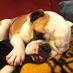 Beckett the Bulldog (@ladybeckett) Twitter profile photo