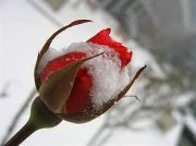 minealkan6's profile picture. 