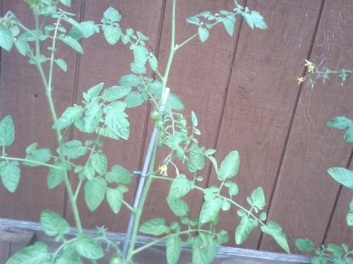 ac_bitter's profile picture. 