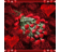 profile rt