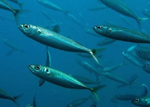 Les Sardines Dansantes est un groupe de danse humoristique !