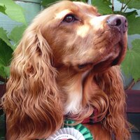Red Spaniel (@politivoxbox) 's Twitter Profile