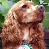 Red Spaniel(@politivoxbox) 's Twitter Profile Photo