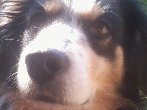 sou uma cadelinha super meiga e simpatica...acabei de fazer esse twiter me seguim por favor!!!bjss