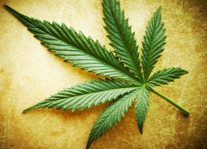 cannabicamente's profile picture. Estamos unificando nuestras cuentas, follow @CulturaCannabis