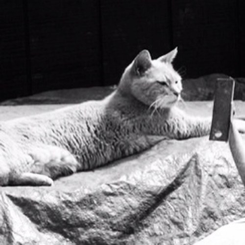 I'm a cat. I was once Mayor in Alaska. I was amazing.