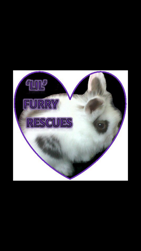 LilFurryRescues's profile picture. We are a small, home based, self funded, rabbit rescue in Wallsend, with years of experience with all kinds of small furries.