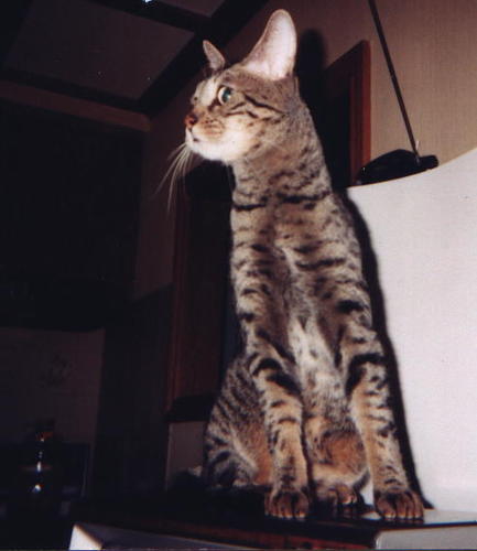 gotosusan's profile picture. A Canadian Interested in Public Transit , Politics, Nutrition, Cats