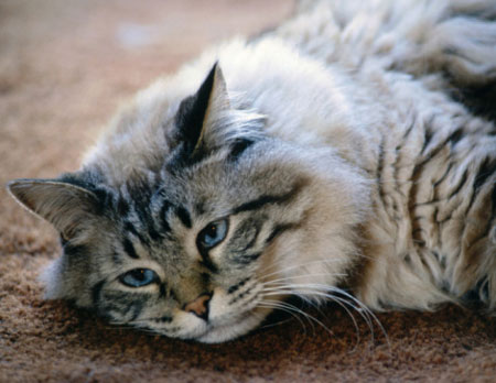 Happiness is a toy that has rolled under the fridge. You know where it is, and how to get it, but you can't have it.