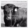 PetersonAngusTX's profile picture. We raise Registered Black Angus in Dawson County, Tx