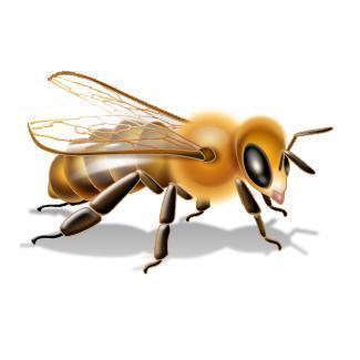 Dvashh's profile picture. Dvashh means Honey. To create Dvashh, you need a lot of bees to generate buzz. Let us reveal your sweet spot - that unique proposition that makes you #Buzzable!