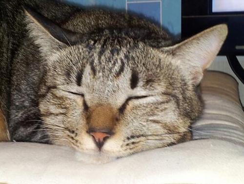 noratasuk's profile picture. 猫4匹と暮らす猫好きです。
日本だけの恒久平和は不可能です。
世界の警察機能を持った国連軍を創ろう。
憲法9条2項、改正必要！
安倍政権支持！
日本の文化を守り、世界平和を目指し戦争は経済戦争のみにしよう。
#憲法改正 #安倍政権支持
#猫大好き