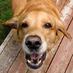 Dog (@iamagooddog) Twitter profile photo Dog (@iamagooddog) Twitter profile photo