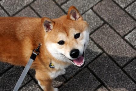 2010年1月20日生まれ 5.8kg
東京俵荘出身の豆柴犬の男の子です。
　すばると飼い主Na★Koがつぶやきます♪