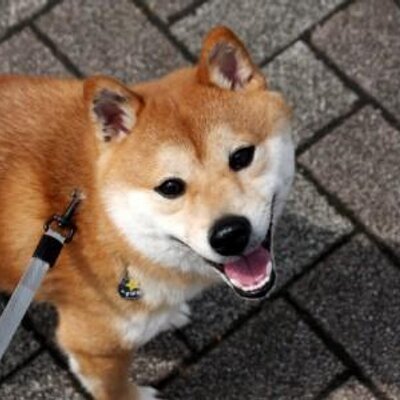 豆柴犬 すばる Mameshibasubaru Twitter