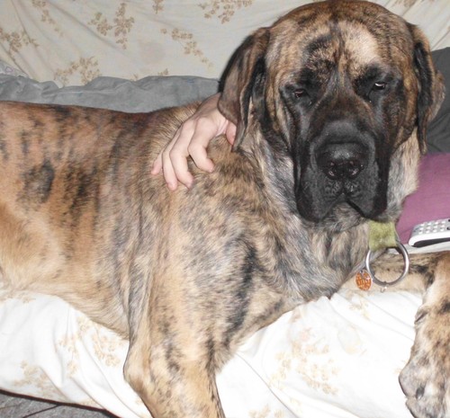 I am Brutus, I like to eat my master's stash and eat all the leftover pizza and watch animal channel. The cat pisses me off, I think he is trying to kill me.