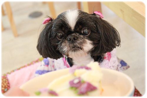 guutarano1's profile picture. 白黒シーズー「モモチ」は
2019年2月17日虹の橋へ🌈 ✨
15歳10ヶ月