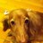 sherry1020's profile image