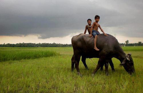அம்பானி மருமகன்