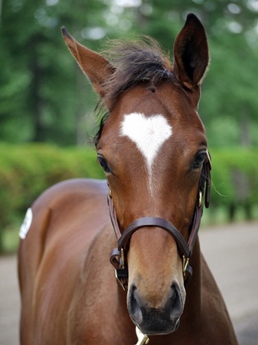 ♡♡I love horse♡♡