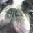 badisonchi's profile image