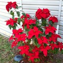 Marilyn Saxton - @midget188 - Twitter