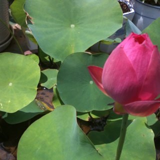 fashionOS's profile picture. 