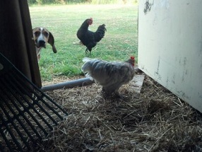 Just a chicken...on a leash.
