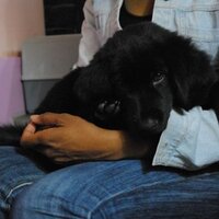Raïna Ram (@mushiwam) Twitter profile photo