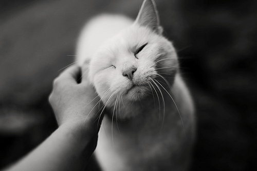 sashaavishnia's profile picture. kiskis