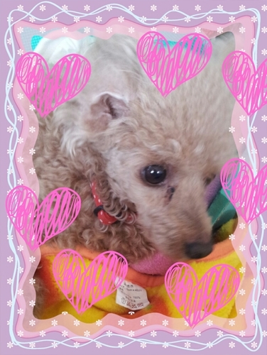 ツイはマイペースです。(♡˙︶˙♡)
