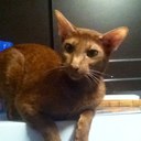 Dennis Hebert - @Paunch_cuts - Twitter