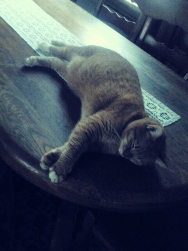 miauw ik ben kater Karel...Wat is bio? geef mij wiskas.