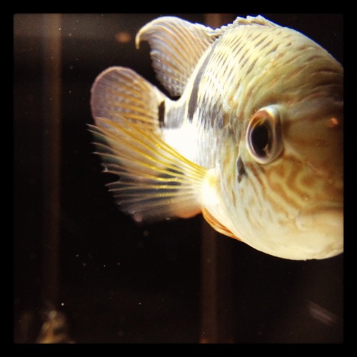 FishGalleryHOU's profile picture. Local updates for Fish Gallery Houston. Expect shenanigans.